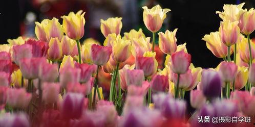 今日头条拍花技巧,捕捉自然之美，轻松成为摄影达人